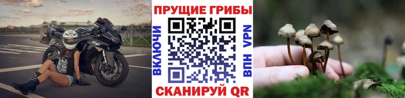 mega как войти  Элиста  Галлюциногенные грибы ЛСД 